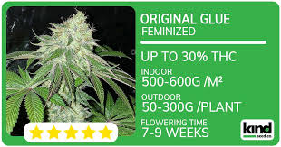 Purple Urkle Seeds A Deep Dive into Genetics and Growing Practices